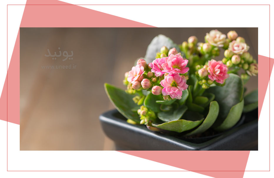 روش‌های متفاوت برای داشتن گیاهان با طراوت
