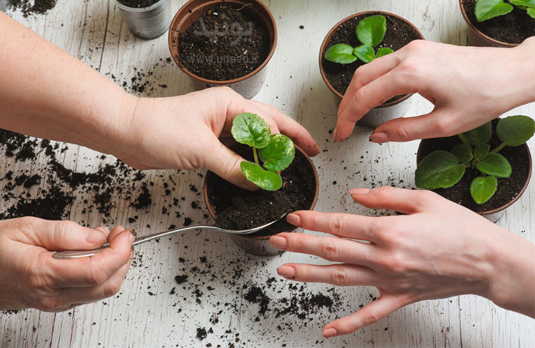 چگونه در آپارتمان سبزی بکاریم؟