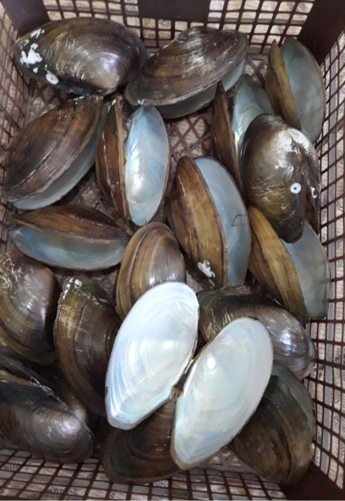 کالای خاص صدف های دریای خزر .خرید عمده ارسال رایگان به تمام نقاط کشور