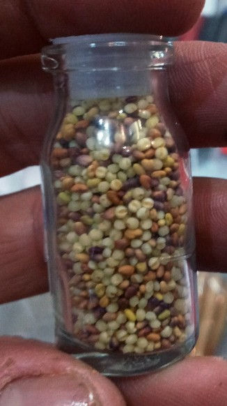 دکورآلین بذر چمن اکواریوم ۵ نوع مختلف به شرط ،بدون زایعات، وزن هر بسته پلاستیکی ۵/مثقال میباشد
