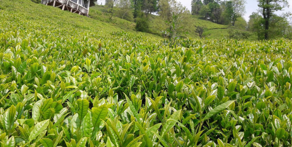 فروش چای ارگانیک شمال فروش چای ارگانیک چای شمال کشور،با بهترین عطرو طعم
به پیج اینستاگرام ما بپیوندید
@banoye_chay