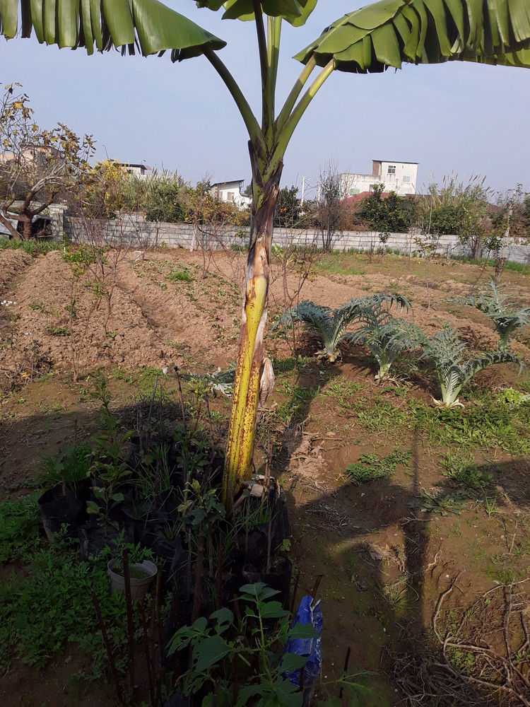 پرورش وتولیدکننده سرمایه ‌گذاری..جهت راه اندازی گلخانه.مجهز برای پرورش گلهای آپارتمانی وتولید نهالهای خاص ولاکچری نهال نخل زینتی
بازدهی فوق‌العاده درطی سال اول
پشتوانه سند شش دانگ زمین
دارای اب شهری و۲عددچاه آب شیرین