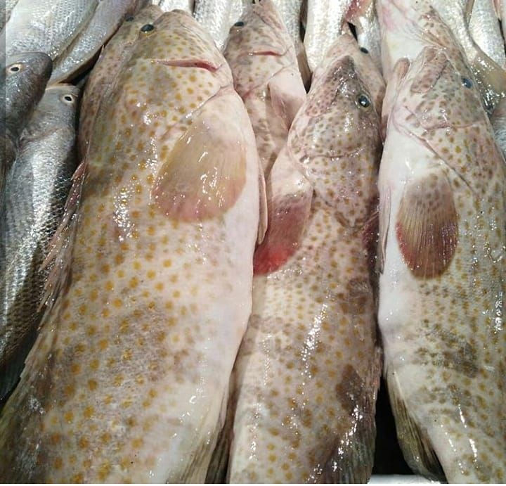 ماهی فروشی تاج ماهی و میگو تازه 🐟🦐
ارسال تا درب منزل برای کیشوندان
📦ارسال از جزیره کیش به سراسر کشور✈
بهترین کیفیت 
ارسال فوری
ضمانت ماهی تا24ساعت پس از تخویل ماهی
📞 09379782370---0905730237