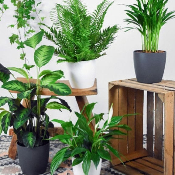 گل های اپارتمانی