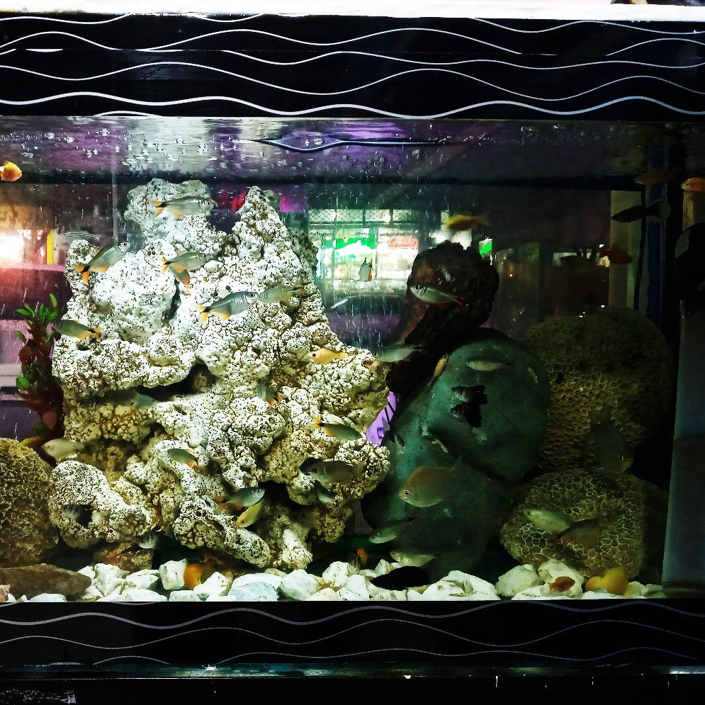 آکواریوم اروانا خرید و فروش انواع ماهی زینتی آکواریوم با نازل ترین قیمت و ساخت آکواریوم.صفر تا صد تمامی لوازم آکواریوم مجدد میباشد
