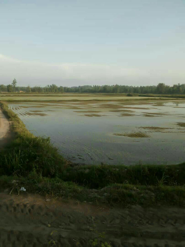 فروش زمین کشاورزی زیر کشت برنج