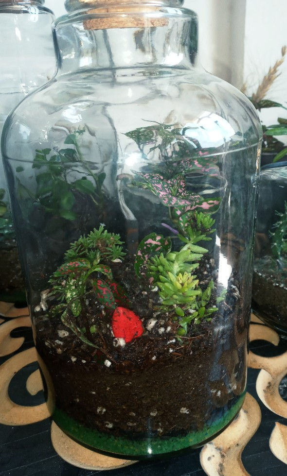 دکورآلین یک باغ شیشه ای در اتاق شما بسیار زیبا جذاب ،نهگداری ساده ،قیمت مناسب