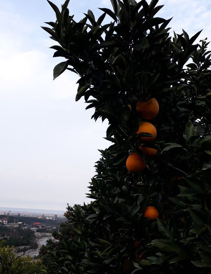 پرتقال شهسوار