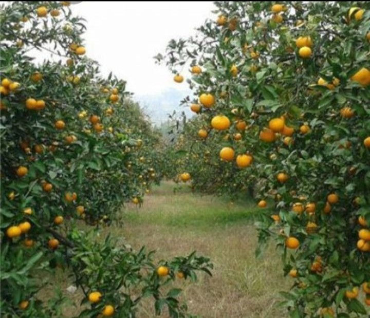 املاک ۱۱۸ تنکابن و شرکت فنی مهندسی سازه ■ املاک ۱۱۸تنکابن ■
فروش ۵ هکتار باغ کیوی و باغ پرتقال و زمین کشاورزی برنجکاری و یک ویلا دو طبقه با سند ششدانگ بشرح:

۲/۵ هکتار باغ کیوی با ویلا دو طبقه سند ششدانگ دو تا دور باغ دیوار کشی شده 
و ۲/۵ هکتار زمین برنج کاری سند ششدانگ 
کلا ۵هکتار جدا گانه بفروش می‌رسد 
قیمت متری
جهت هماهنگی و بازدید با شماره 
۰۹۱۱۳۹۳۶۳۱۳
تماس بگیرید
املاک۱۱۸تنکابن
در منطقه‌ تنکابن نشتارود باغ کیوی هکتاری مکانیزه با سرایداری و انبار و .... دور تا دور دیوار هست
سند ششدانگ جلکه جنگلی
و
فروش معاوضه باغ کیوی سند دار ۴۱۰۰متر در تنکابن نشتارود دوراهی کترا باغ الحاق به بافت و می‌توان در آن سازه ای ساخت دورتادور دیوار و دروازه منطقه دنج وامن باغ  کیوی با تولید   تن درسال   معاوضه با آپارتمان ویلا و هرنوع ملک در تنکابن تهران کرج یا پیشنهاد معاوضه با شما                           
املاک ۱۱۸تنکابن دفتر ما تنکابن بعدازمسجد وادی وقبل میدان وادی جنب گلزار شهدا  مغازه ۲۶شهرداری جنب ظرف یکبار مصرف انوری املاک ۱۱۸تنکابن 
                             
 اگر قصد فروش ملک خود را دارید 
  لطفا با شماره                                   
۰۹۱۱۳۹۳۶۳۱۳
 تماس یا در واتساپ یا ایتا همین شماره اطلاعات و آدرس دقیق عکس ملکی خود را ارسال فرمایید
●فروش معاوضه ملکی در تنکابن با شهرهای دیگر ●
●مشارکت در ساخت ●
●زمین از شما ساخت از ما ●
●ارائه  زمینهای ساحلی ییلاقی شهرکی جهت  شرکت در ساخت ●    
●فروش معاوضه ویلا و آپارتمان زمین  با ملک تجاری و مسکونی  تهران کرج ●
فروش انواع آپارتمان و ویلاهای  ساحلی ییلاقی و هرنوع زمین با هر نوع متراژ و پیمانکاری از تحویل زمین تا کلید و مشارکت در ساخت  و معاوضه هر نوع ملک در شمال کشور خصوص شهر تنکابن