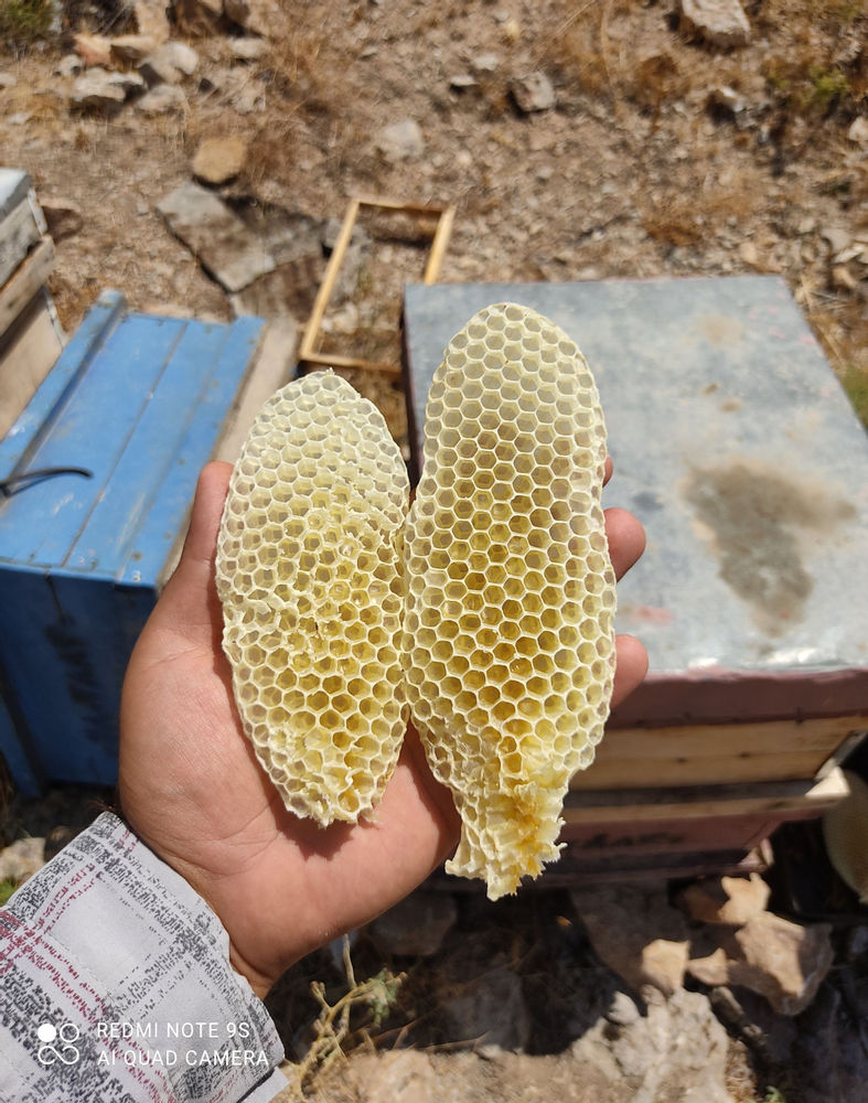 عسل طبیعی جمالی عسل طبیعی بهاره
بصورت کلی و جزئی
همراه با موم
و بدون موم
کاملا ارگانیک و ضمانتی
09154533903
جمالی