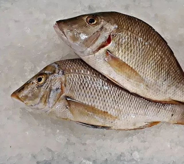 ماهی فروشی تاج ماهی و میگو تازه 🐟🦐
ارسال تا درب منزل برای کیشوندان
📦ارسال از جزیره کیش به سراسر کشور✈
بهترین کیفیت 
ارسال فوری
ضمانت ماهی تا24ساعت پس از تخویل ماهی
📞 09379782370---0905730237