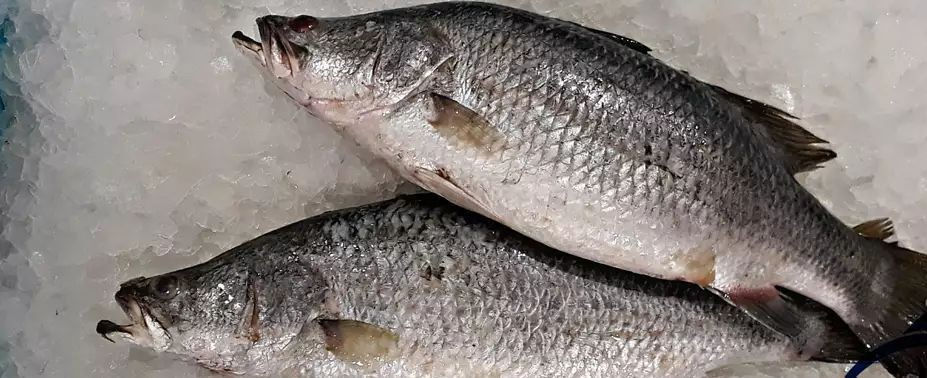 ماهی فروشی تاج ماهی و میگو تازه 🐟🦐
ارسال تا درب منزل برای کیشوندان
📦ارسال از جزیره کیش به سراسر کشور✈
بهترین کیفیت 
ارسال فوری
ضمانت ماهی تا24ساعت پس از تخویل ماهی
📞 09379782370---0905730237