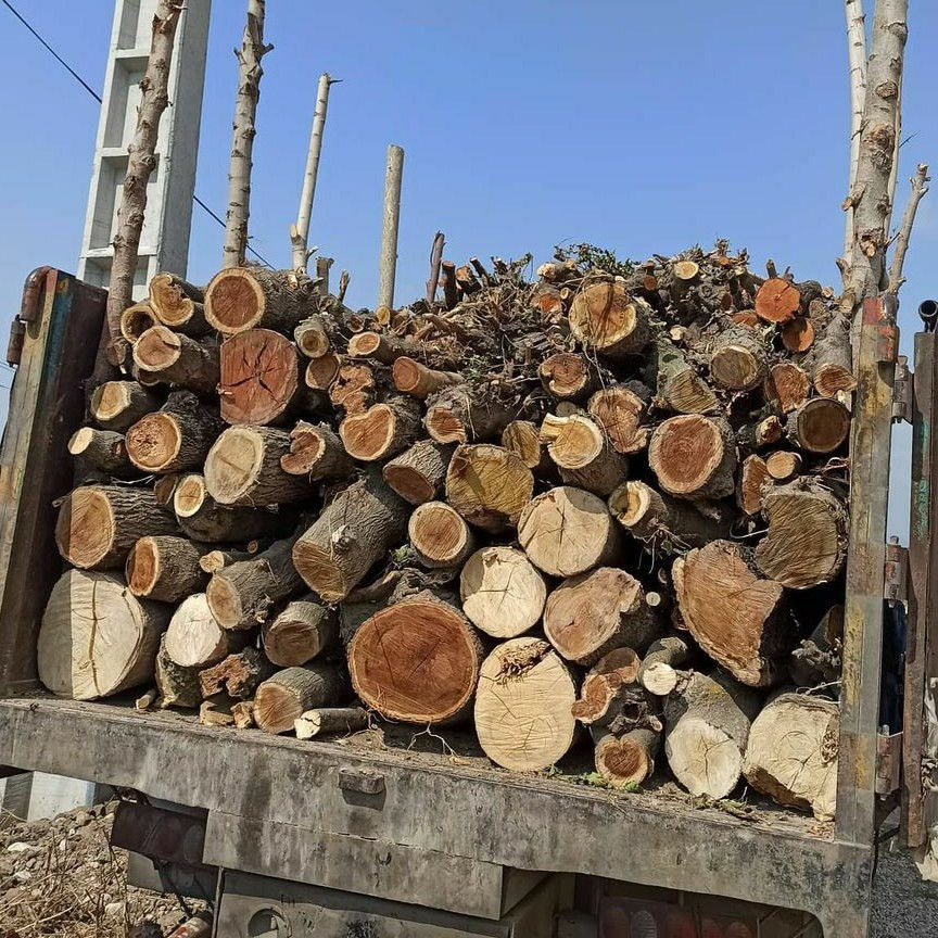 خرید انواع چوب ضایعاتی درختی نقد