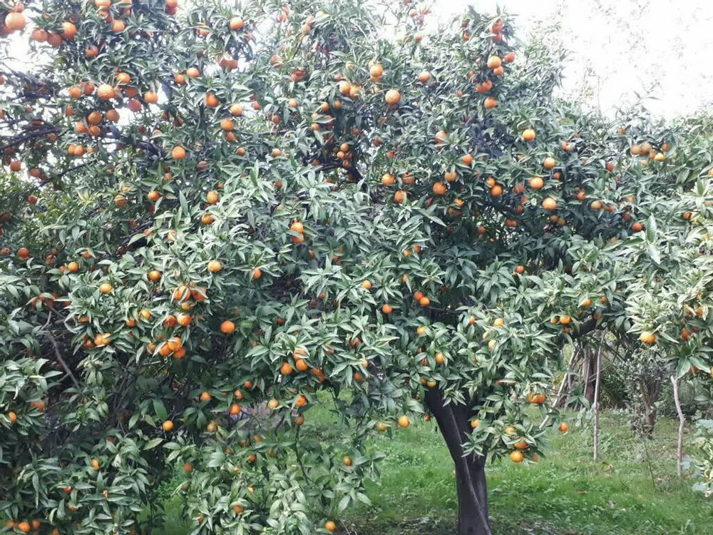 املاک ۱۱۸ تنکابن و شرکت فنی مهندسی سازه فروش معاوضه باغات و زمینهای مزروعی زمینهای ساحلی و شهرکی و  این باغ  سند ششدانگ عرضه عیان ۵۴۷۵متر در منطقه توریستی شهر ساحلی تنکابن و معاوضه با آپارتمان و مغازه با شهرهای  تهران کرج کیش                   املاک ۱۱۸تنکابن                                     ۰۹۱۱۳۹۳۶۳۱۳                                          ● زمینهای ساحلی ییلاقی شهرکی جهت مشارکت در ساخت   ●                    ●فروش معاوضه ویلا و آپارتمان زمین  با ملک تجاری و مسکونی  تهران کرج ●